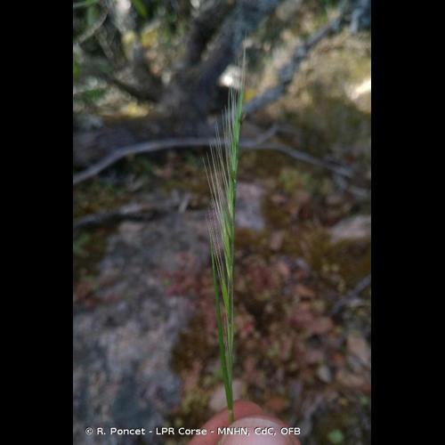 <i>Vulpia ciliata </i>Dumort., 1824 subsp.<i> ciliata</i> &copy; R. Poncet - LPR Corse - MNHN, CdC, OFB