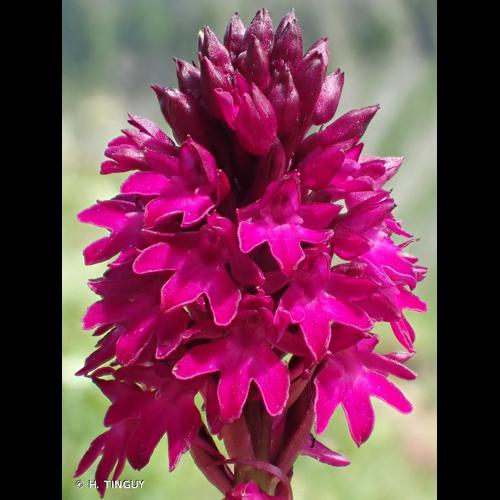 <i>Anacamptis pyramidalis </i>var.<i> tanayensis</i> Chenevard, 1897 © H. TINGUY