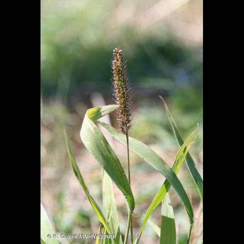 <i>Setaria verticillata </i>(L.) P.Beauv., 1812 var.<i> verticillata</i> &copy; R. Dupré MNHN/CBNBP