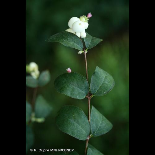 <i>Symphoricarpos albus </i>var.<i> laevigatus</i> (Fernald) S.F.Blake, 1914 © R. Dupré MNHN/CBNBP