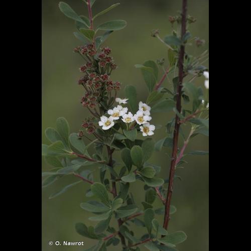 <i>Spiraea hypericifolia </i>subsp.<i> obovata</i> (Waldst. & Kit. ex Willd.) H.Huber, 1964 © O. Nawrot