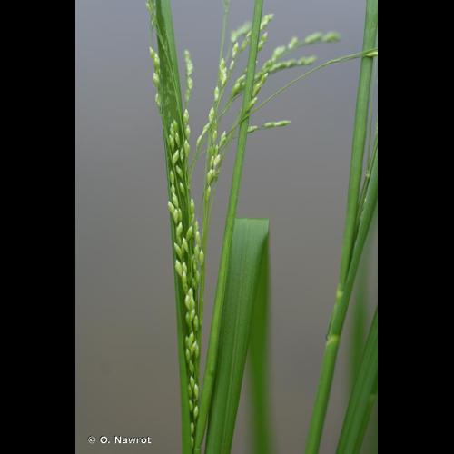 <i>Glyceria striata</i> (Lam.) Hitchc., 1928 © O. Nawrot