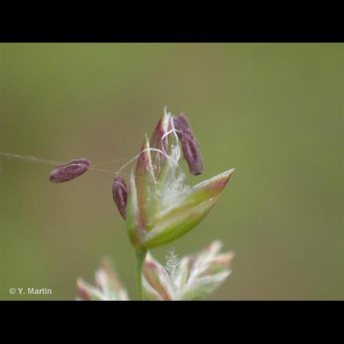 <i>Poa pratensis </i>L., 1753 subsp.<i> pratensis</i> © NULL