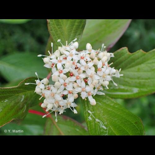 <i>Cornus sericea</i> L., 1771 © NULL
