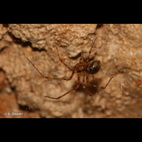 <i>Nesticus cellulanus</i> (Clerck, 1758) &copy; S. Déjean