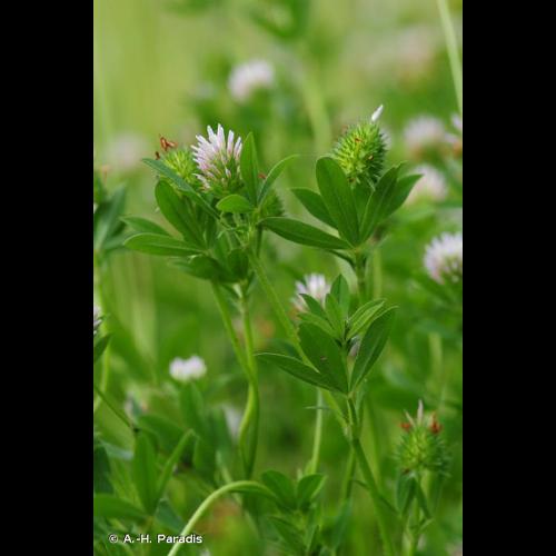 <i>Trifolium squamosum</i> L., 1759 &copy; A.-H. Paradis