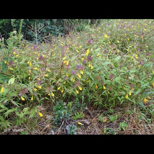 <i>Melampyrum catalaunicum</i> Freyn, 1884 © NULL