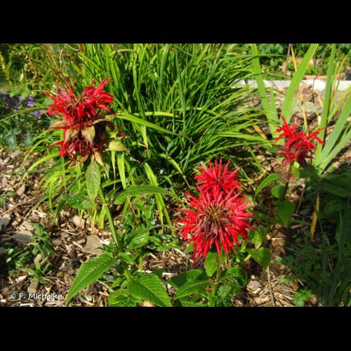 <i>Monarda didyma</i> L., 1753 © F. Michalke