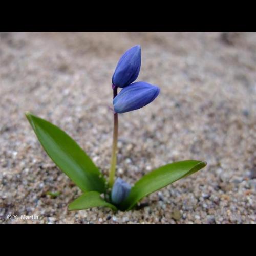 <i>Othocallis siberica</i> (Haw.) Speta, 1998 © NULL