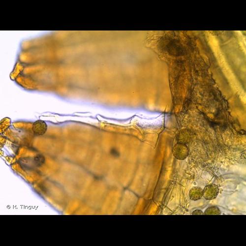<i>Orthotrichum schimperi</i> Hammar, 1852 © H. Tinguy