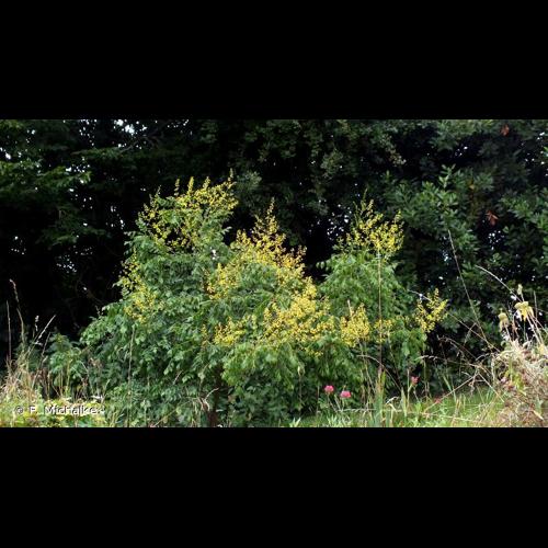 <i>Koelreuteria paniculata</i> Laxm., 1772 © F. Michalke