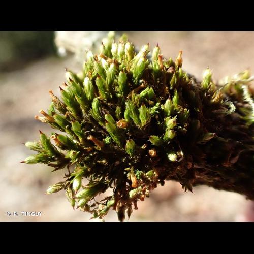 <i>Orthotrichum stramineum</i> Hornsch. ex Brid., 1827 © H. TINGUY