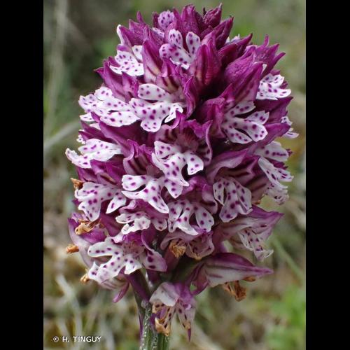 <i>Neotinea </i>x<i> dietrichiana</i> (Bogenh.) H.Kretzschmar, Eccarius & H.Dietr., 2007 &copy; H. TINGUY