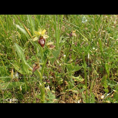 <i>Ophrys aranifera </i>Huds., 1778 subsp.<i> aranifera</i> &copy; NULL