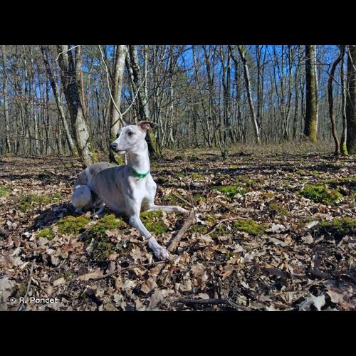 <i>Canis familiaris</i> Linnaeus, 1758 &copy; R. Poncet