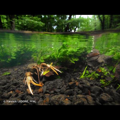 <i>Pontastacus leptodactylus</i> (Eschscholtz, 1823) © Yannick LEDORÉ, FFAL