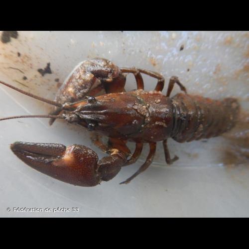 <i>Pacifastacus leniusculus</i> (Dana, 1852) © Fédération de pêche 33
