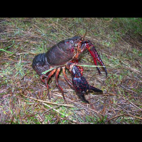 <i>Procambarus clarkii</i> (Girard, 1852) © P. Gourdain