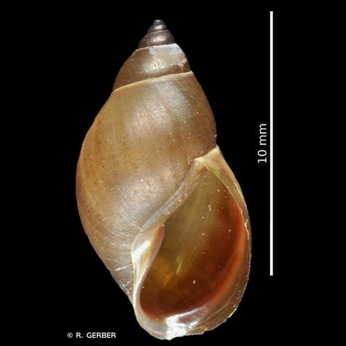 <i>Stagnicola fuscus</i> (C. Pfeiffer, 1821) © R. GERBER