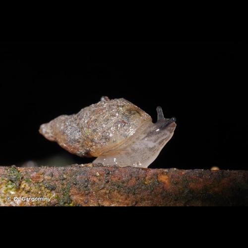 <i>Succinella oblonga</i> (Draparnaud, 1801) © O. Gargominy