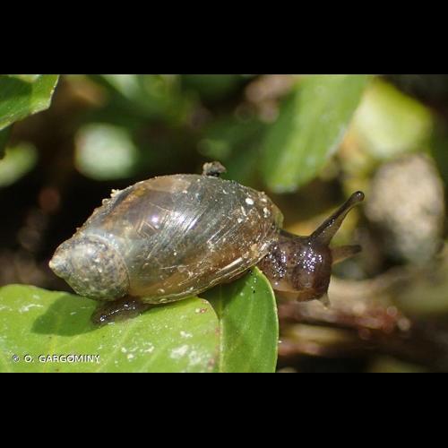 <i>Oxyloma elegans elegans</i> (Risso, 1826) © O. Gargominy