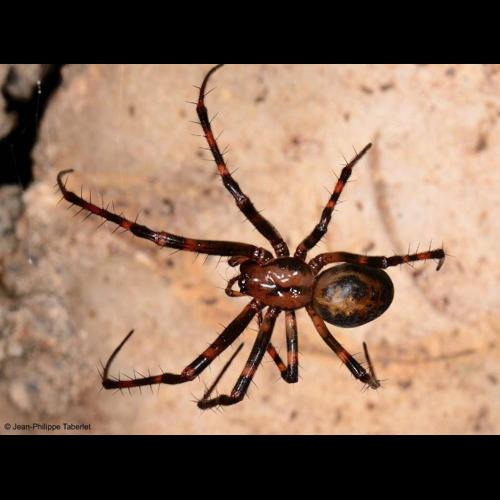 <i>Meta menardi</i> (Latreille, 1804) © NULL