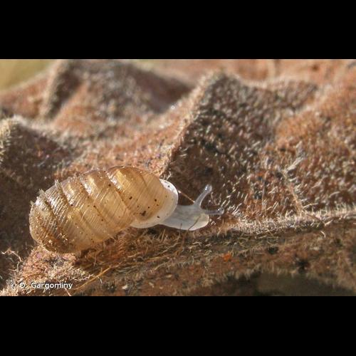 <i>Sphyradium doliolum</i> (Bruguière, 1792) &copy; O. Gargominy