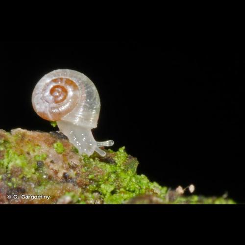 <i>Vallonia excentrica</i> Sterki, 1893 © O. Gargominy