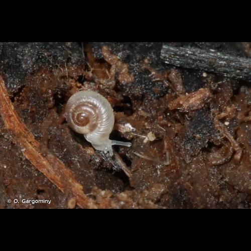 <i>Vallonia enniensis</i> (Gredler, 1856) © O. Gargominy
