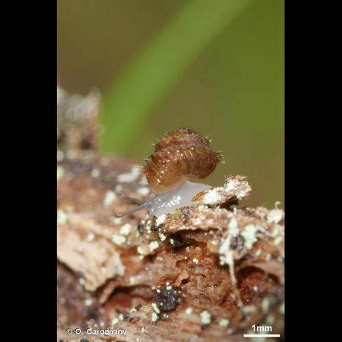 <i>Acanthinula aculeata</i> (O.F. Müller, 1774) © O. Gargominy