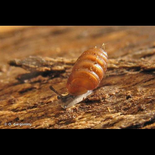 <i>Pupilla triplicata</i> (S. Studer, 1820) &copy; O. Gargominy