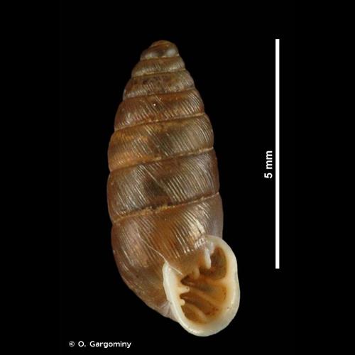 <i>Granaria frumentum</i> (Draparnaud, 1801) © O. Gargominy