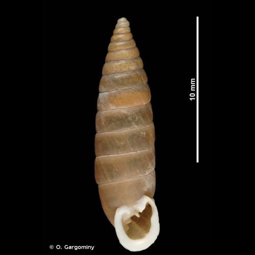 <i>Granaria variabilis</i> (Draparnaud, 1801) © O. Gargominy