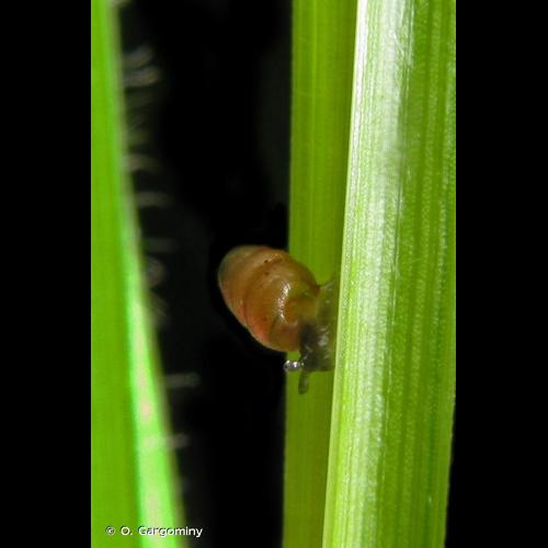 <i>Columella edentula</i> (Draparnaud, 1805) © O. Gargominy