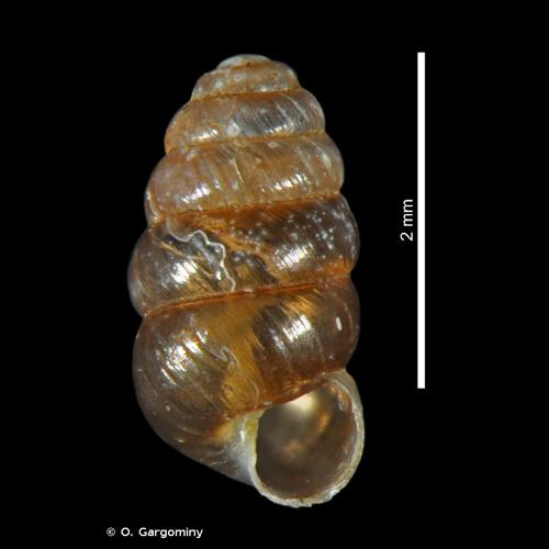 <i>Columella aspera</i> Waldén, 1966 © O. Gargominy