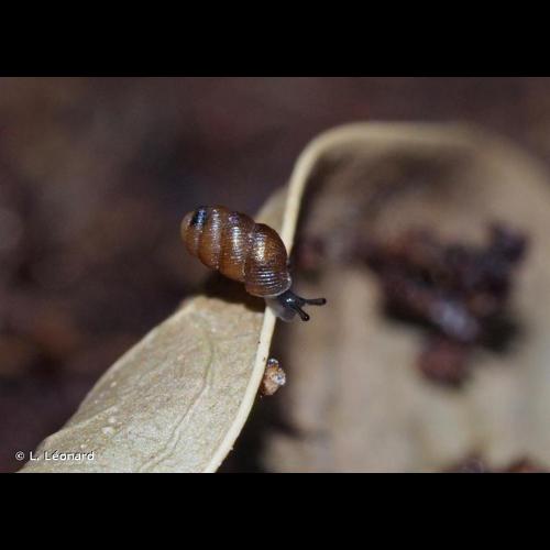 <i>Truncatellina cylindrica</i> (J.B. Férussac, 1807) © L. Léonard