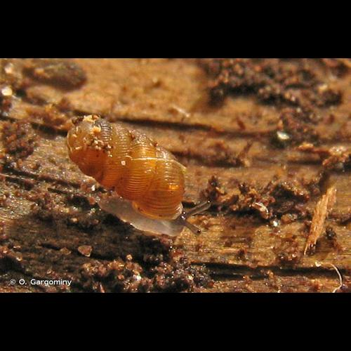 <i>Truncatellina callicratis</i> (Scacchi, 1833) © O. Gargominy