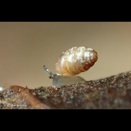 <i>Vertigo pusilla</i> O.F. Müller, 1774 © O. Gargominy