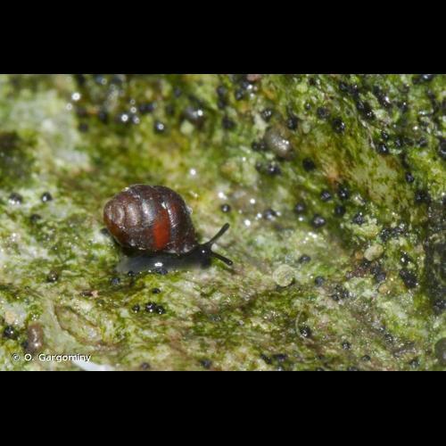 <i>Vertigo antivertigo</i> (Draparnaud, 1801) © O. Gargominy