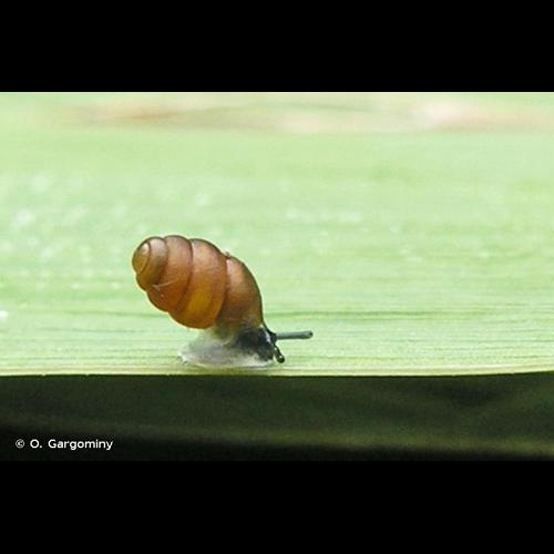 <i>Vertigo pygmaea</i> (Draparnaud, 1801) &copy; O. Gargominy