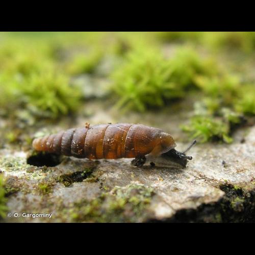 <i>Clausilia rugosa reboudii</i> Dupuy, 1851 © O. Gargominy
