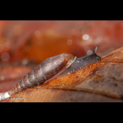 <i>Clausilia rugosa parvula</i> A. Férussac, 1807 © O. Gargominy