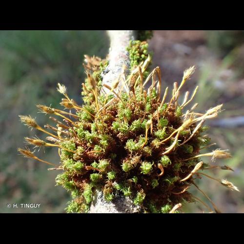 <i>Ulota bruchii</i> Hornsch. ex Brid., 1827 © H. TINGUY