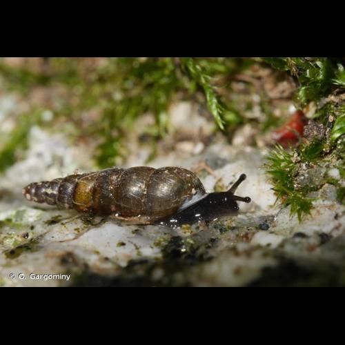 <i>Balea perversa</i> (Linnaeus, 1758) © O. Gargominy