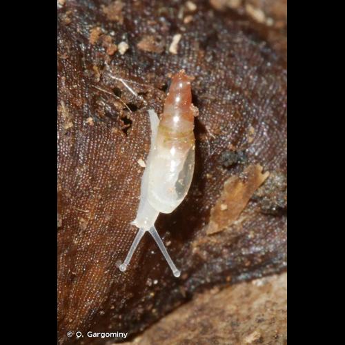 <i>Cecilioides acicula</i> (O.F. Müller, 1774) © O. Gargominy