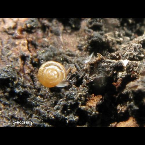 <i>Punctum pygmaeum</i> (Draparnaud, 1801) © O. Gargominy