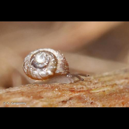 <i>Paralaoma servilis</i> (Shuttleworth, 1852) © O. Gargominy