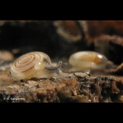 <i>Vitrea subrimata</i> (Reinhardt, 1871) © O. Gargominy