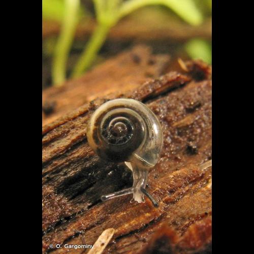 <i>Vitrea crystallina</i> (O.F. Müller, 1774) &copy; O. Gargominy