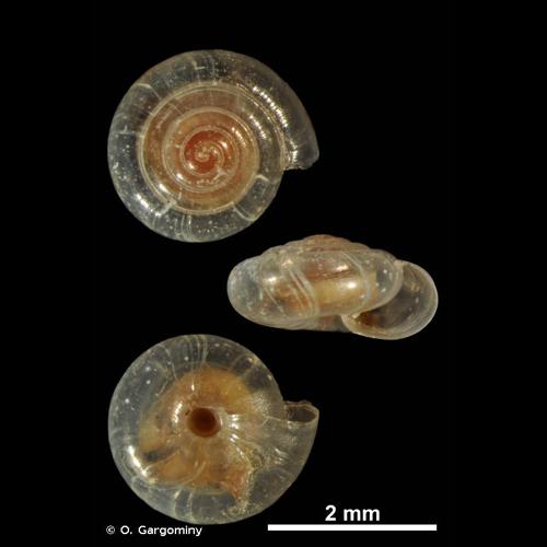 <i>Vitrea contracta</i> (Westerlund, 1871) &copy; O. Gargominy